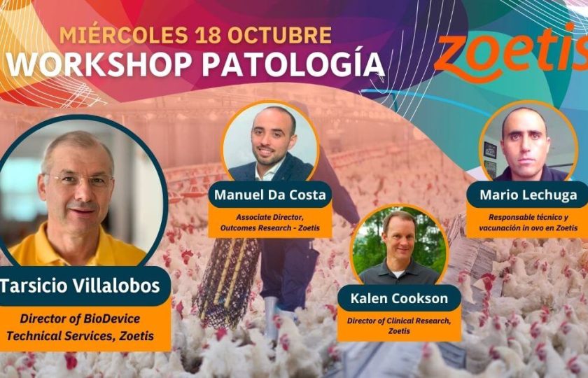 workshop patologia