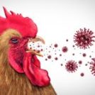 La Influenza Aviar: Un Desafío para la Avicultura y la Economía Global