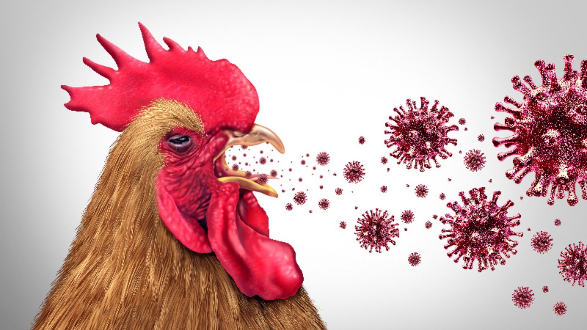 La Influenza Aviar: Un Desafío para la Avicultura y la Economía Global