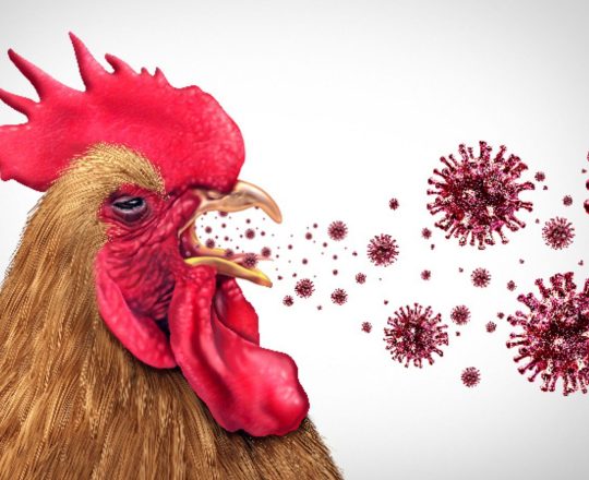 La Influenza Aviar: Un Desafío para la Avicultura y la Economía Global