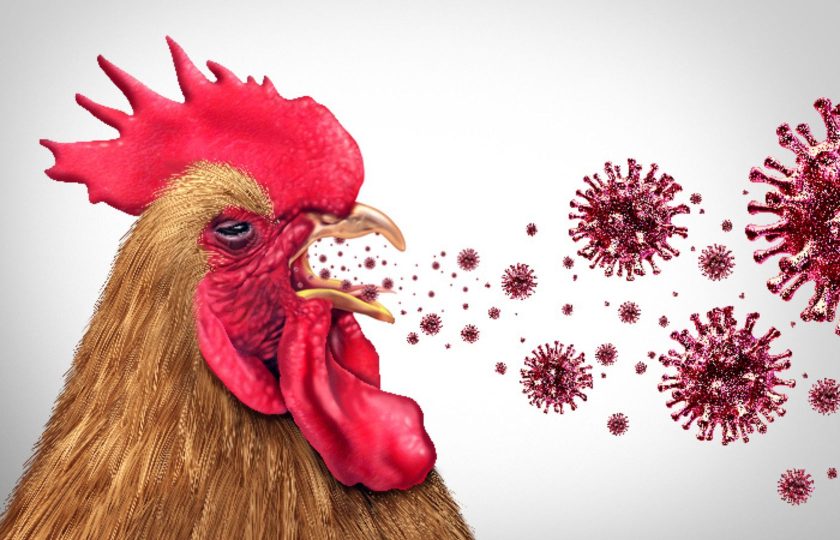 La Influenza Aviar: Un Desafío para la Avicultura y la Economía Global