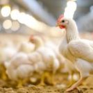 Bioseguridad en la Avicultura Moderna: Pilar fundamental para la productividad y sostenibilidad