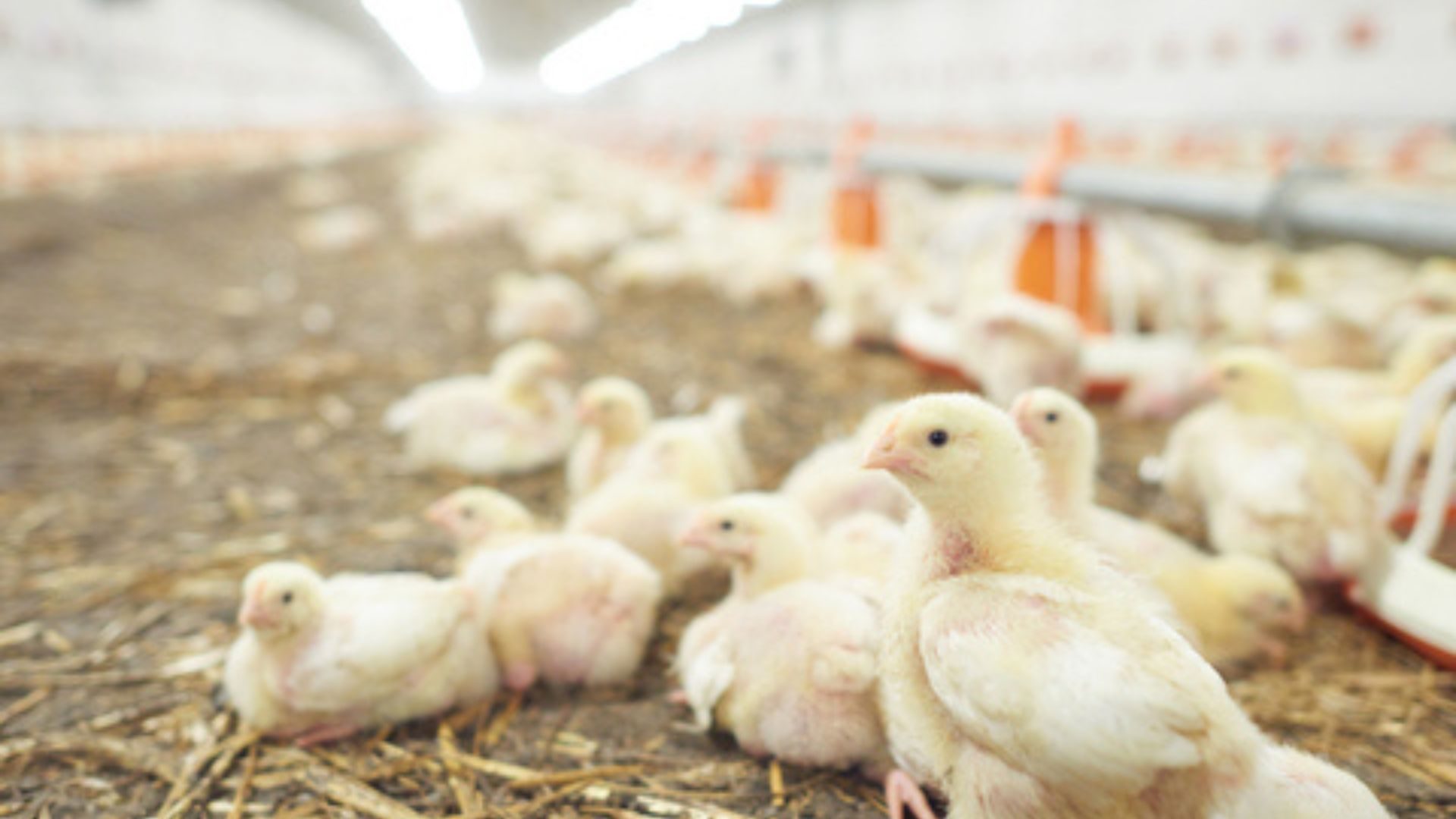 COMEDERO POLLO DE ENGORDE NUTRCIÓN ANIMAL