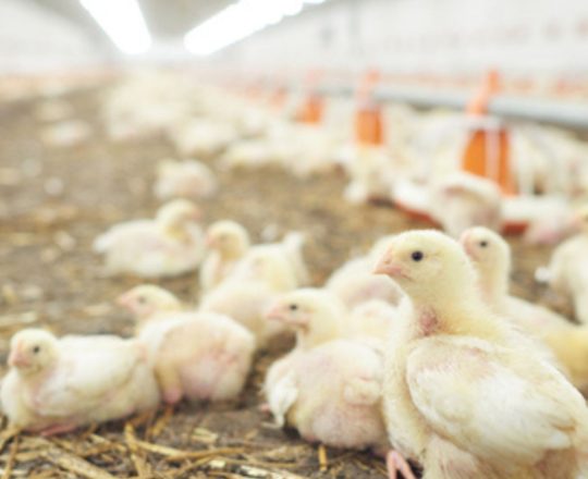 COMEDERO POLLO DE ENGORDE NUTRCIÓN ANIMAL