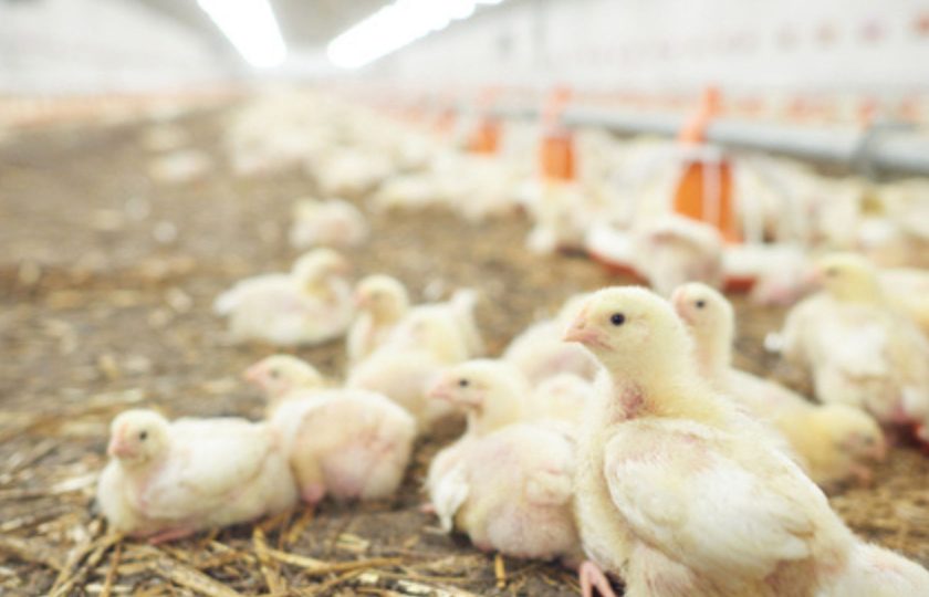 COMEDERO POLLO DE ENGORDE NUTRCIÓN ANIMAL